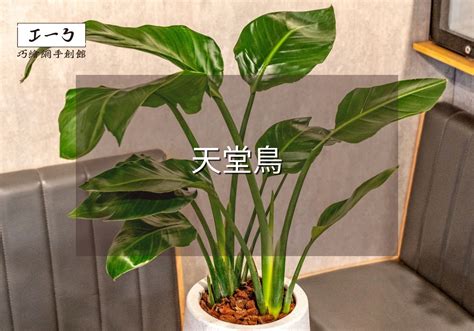 天堂鳥種植方法|天堂鳥植物指南 將南非野地的異國風情帶入您的家庭。